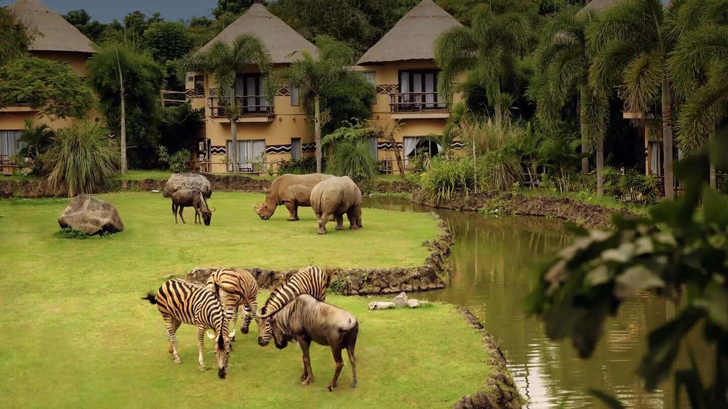 Safari from your balcony