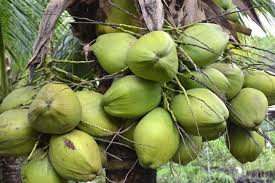 Tariff relief fails to lift Phl coconut farmers
