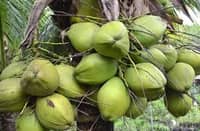Tariff relief fails to lift Phl coconut farmers