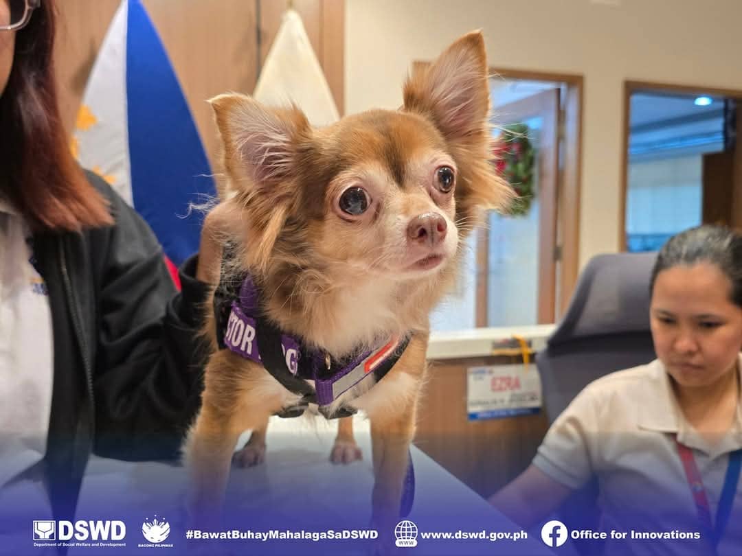 Twister, one of the other dog-tors of the DSWD's Angel Pets.