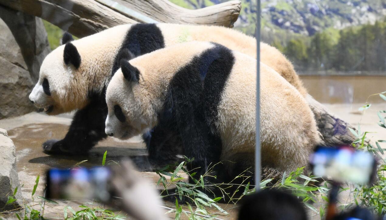 Male panda Xiao Xiao (back) and female panda Lei Lei at Ueno Zoological Gardens in Tokyo, April 2024.