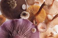 Adaptogenic mushrooms from the Natural Shapes series by Martin Naumann.
