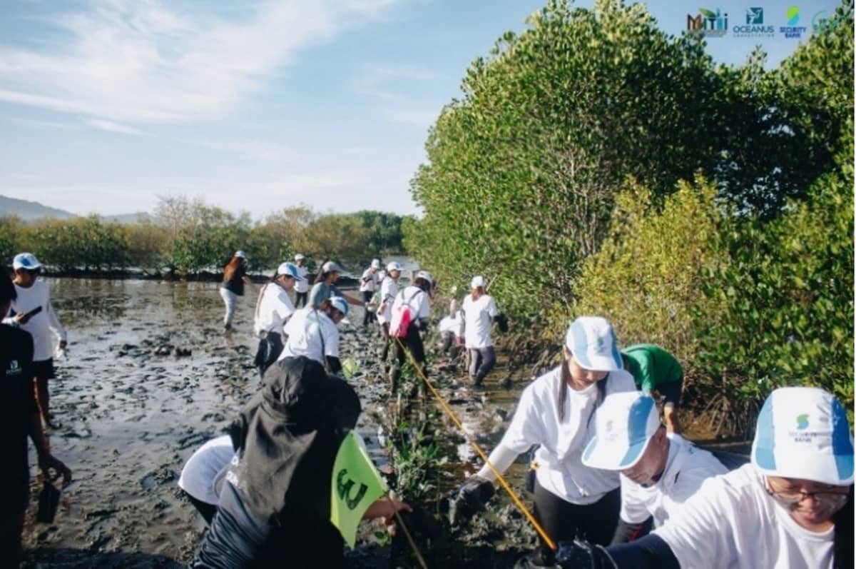 MANGROVE planting.