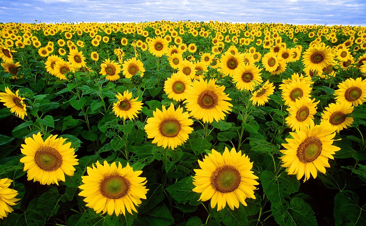 Sunflower attack hits Ukraine