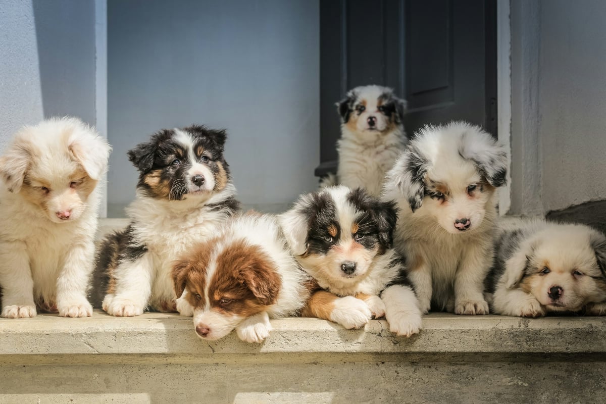 UK ‘paw patrol’ shutting puppy farms