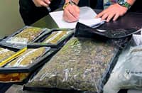 High-grade kush discovered from unclaimed parcels