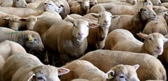 Can the blood of the lamb cure poison? Science, faith, and redemption