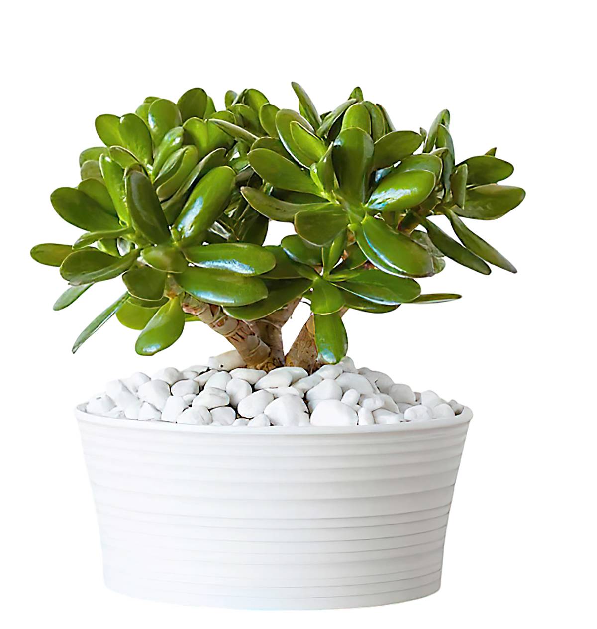 THE Jade Tree (Crassula ovata) is a type of Chinese money plant that is easy to care for. It is a classic succulent with thick, glossy, oval leaves that represent vitality.