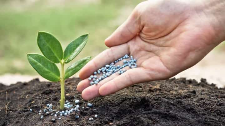 DA field validation finds improper application, not defective fertilizer, behind farmer complaints in Ilocos Norte.