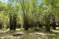 Bamboo firms urged to tap $73B global green gold market