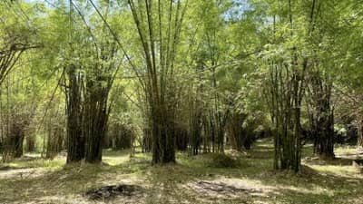 Bamboo firms urged to tap $73B global green gold market
