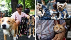 ALL BARK, NO BITE: Animal welfare program given P10M in 2026 allocation