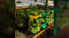 Role model for farming innovation
