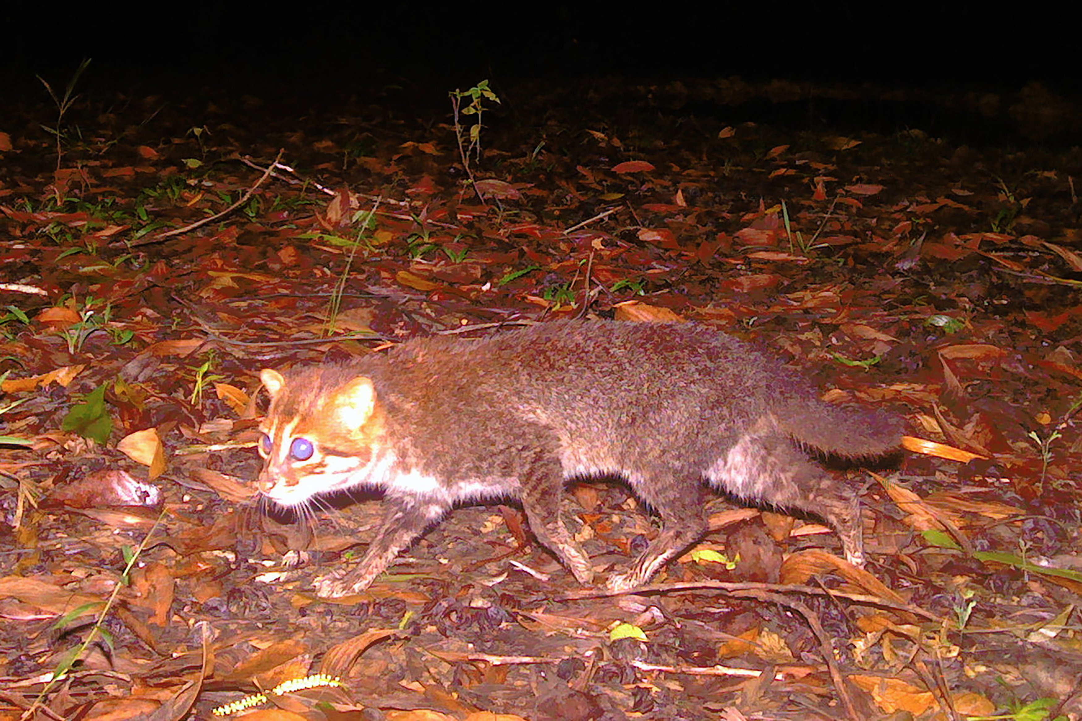 Rare wild cat sighted