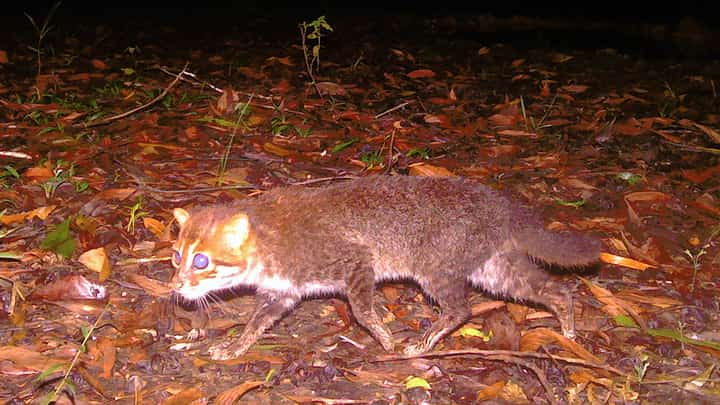 THE flat-headed cat seen in southern Thailand’s Princess Sirindhorn Wildlife Sanctuary.
