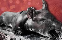 THE LECHON is just one of the many pork-based dishes in the Philippines, highlighting the pig's significance to local cuisine. But the pig is also a spiritual motif amongst our ancestors, especially in the Cordilleras.