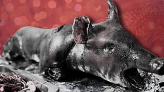 THE LECHON is just one of the many pork-based dishes in the Philippines, highlighting the pig's significance to local cuisine. But the pig is also a spiritual motif amongst our ancestors, especially in the Cordilleras.