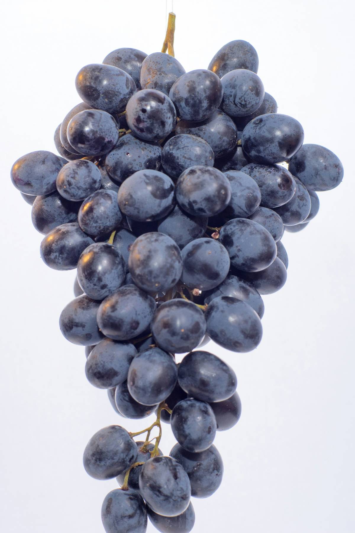 GRAPES