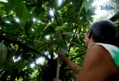 Harvesting cacao
