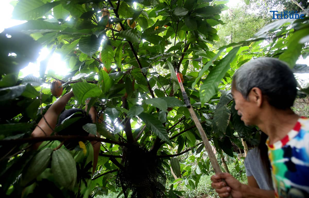 ANALY LABOR