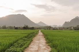 Rice, roads, reforms top DA agenda for 2026