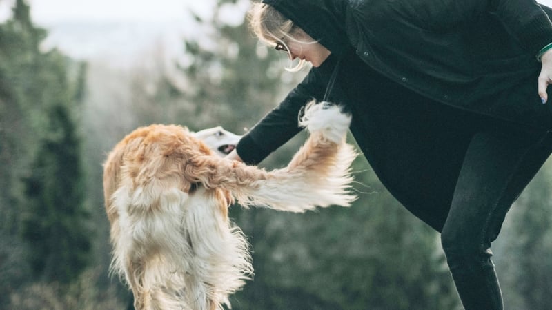 Why the Philippines must step up for animal rights in 2026