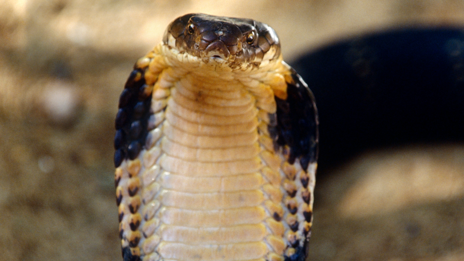 Dalagita, patay sa tuklaw ng king cobra sa Sarangani