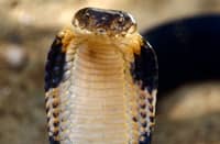 Dalagita, patay sa tuklaw ng king cobra sa Sarangani