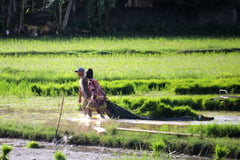 New rice varieties eyed to boost production by 2027 wet season