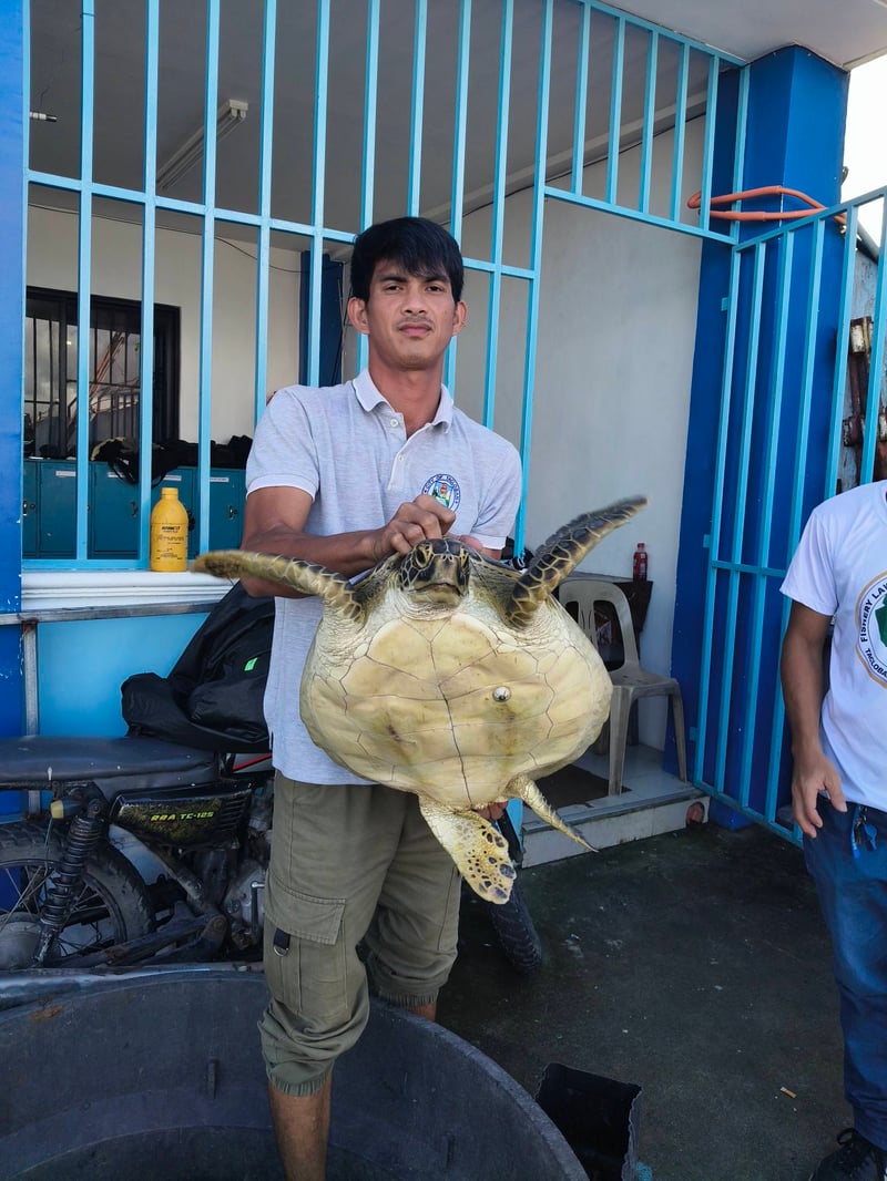 Tacloban fisherman rescues sea turtle caught in fishing net