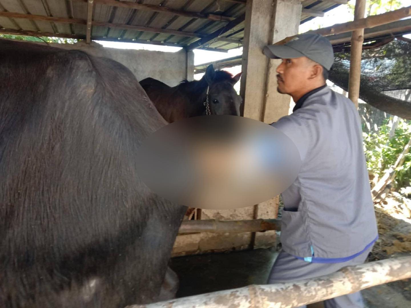 Tarlac City, PCC boost livestock through artificial insemination