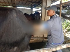Tarlac City, PCC boost livestock through artificial insemination