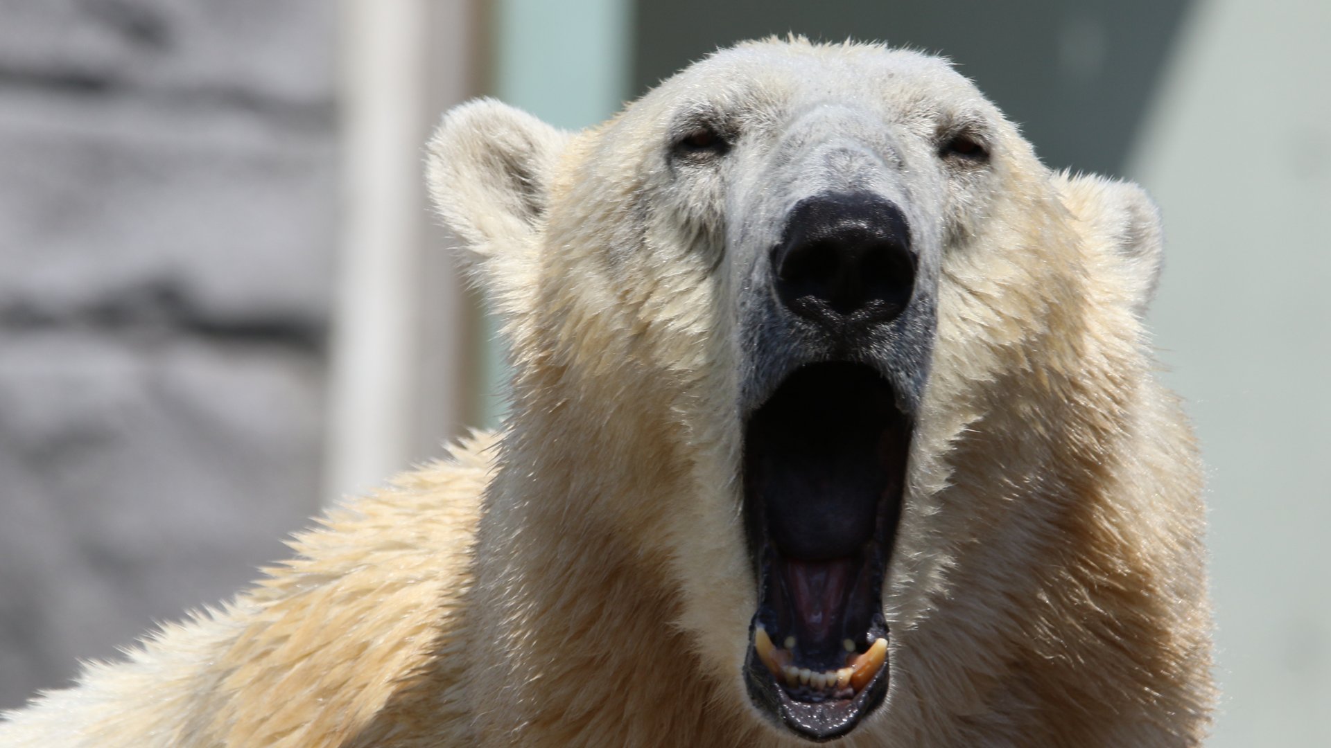 Never wake a sleeping polar bear — or pay a hefty fine