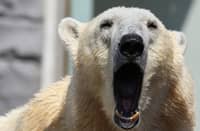 POLAR bear