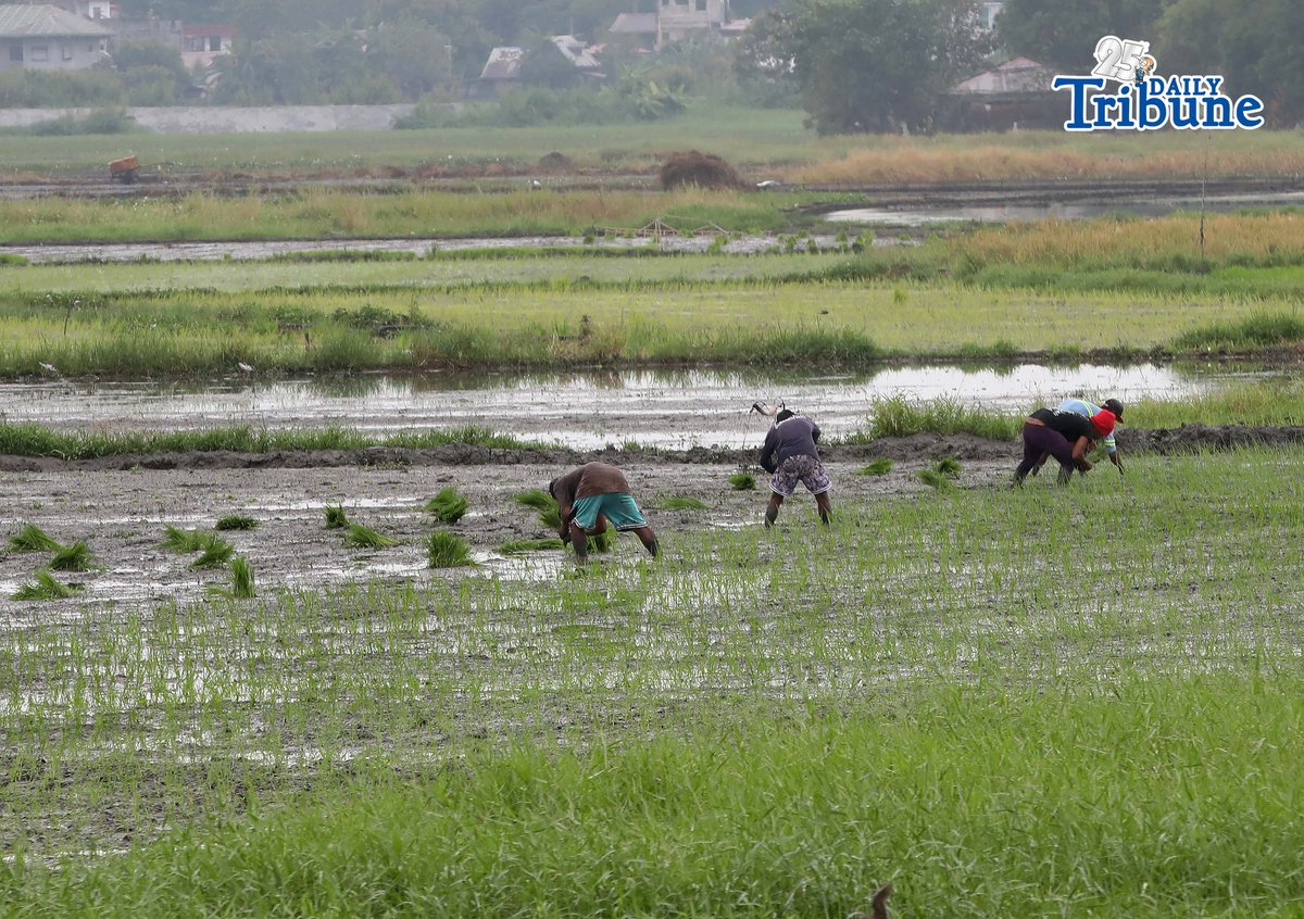 (January 08 2026) Farmers start planting rice at the rice field in Tanay Rizal on Thursday January 8 2026, In many places, the time of planting rice is December - January is significant during the dry season to avoid the cold spell. Photo/Analy Labor