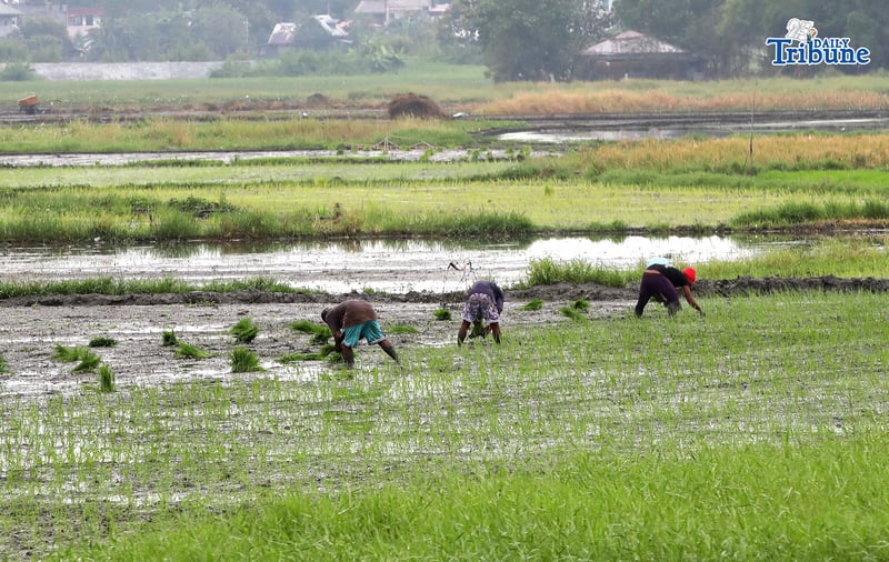 Rice planting 