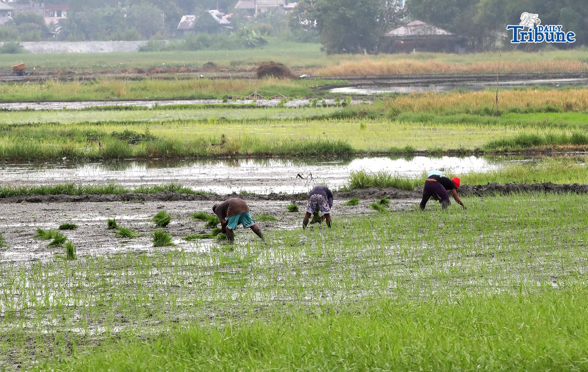 Rice planting