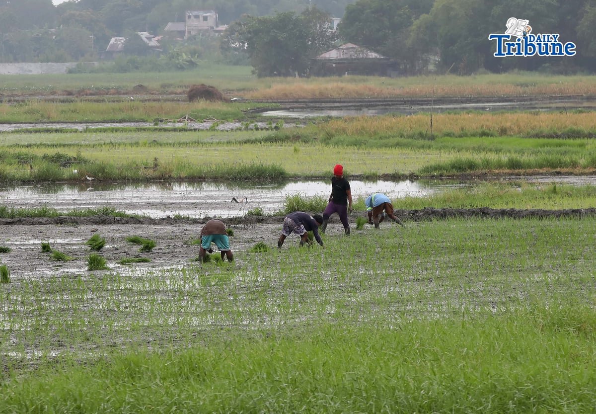 (January 08 2026) Farmers start planting rice at the rice field in Tanay Rizal on Thursday January 8 2026, In many places, the time of planting rice is December - January is significant during the dry season to avoid the cold spell. Photo/Analy Labor