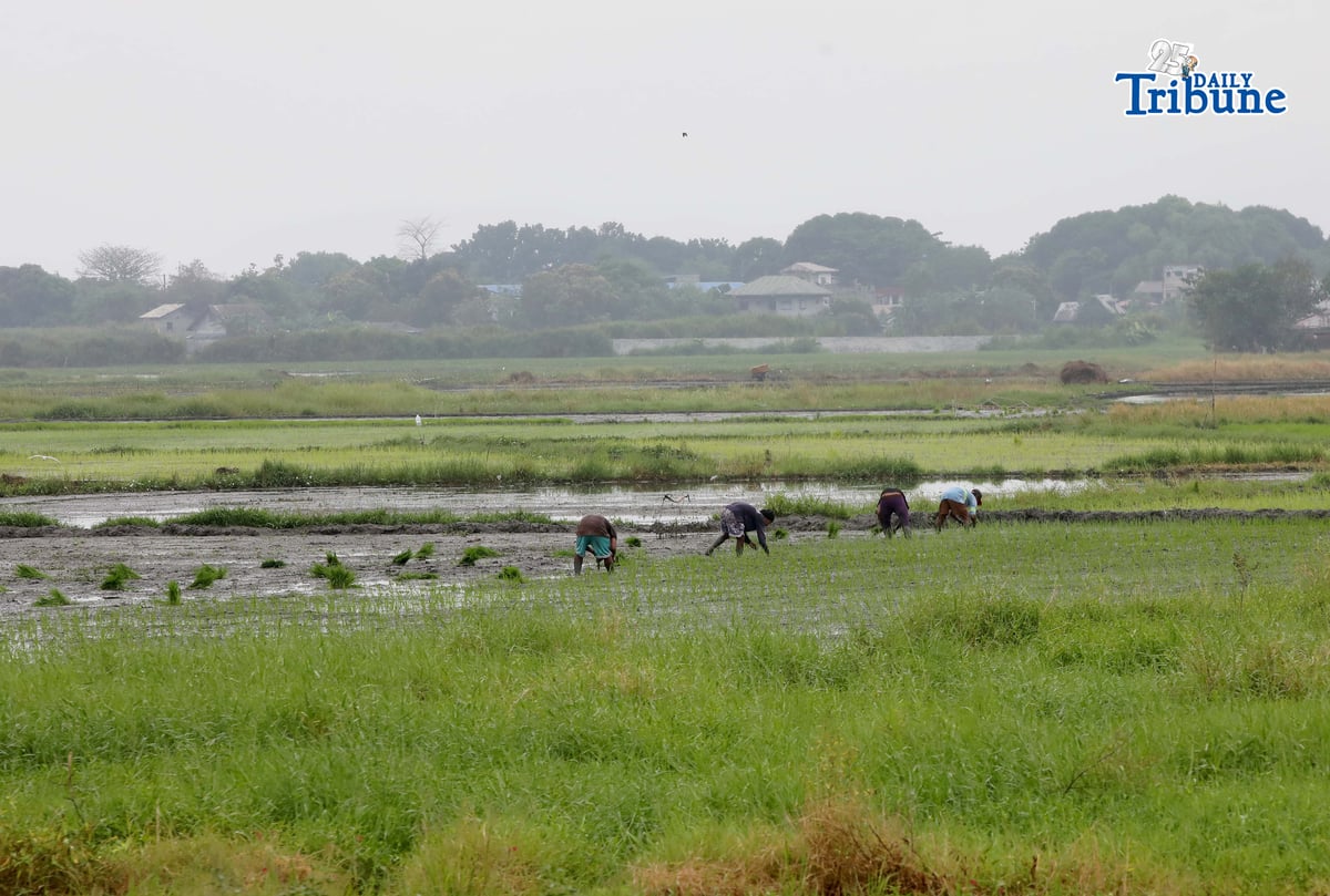 (January 08 2026) Farmers start planting rice at the rice field in Tanay Rizal on Thursday January 8 2026, In many places, the time of planting rice is December - January is significant during the dry season to avoid the cold spell. Photo/Analy Labor