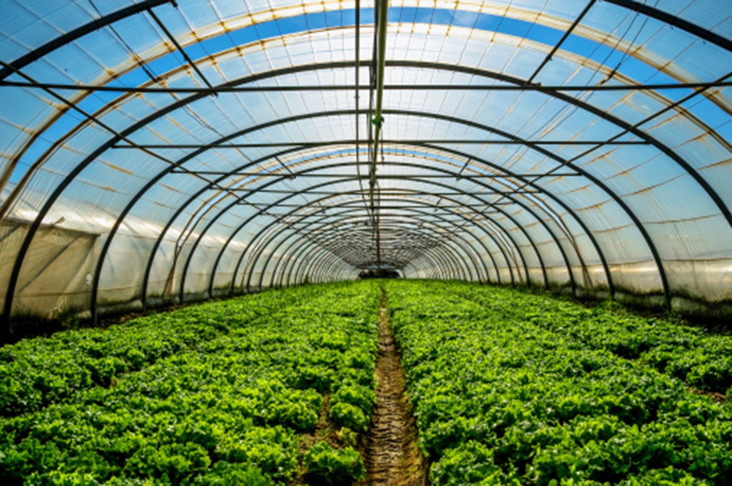DA ramps up ‘White Revolution,’ FMRs
