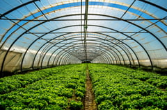 DA ramps up ‘White Revolution,’ FMRs