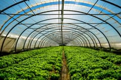 DA ramps up ‘White Revolution,’ FMRs