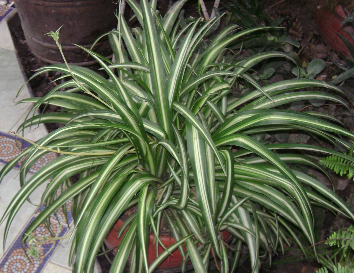 Spider plants are known for their sturdy nature and spider-like appearance.