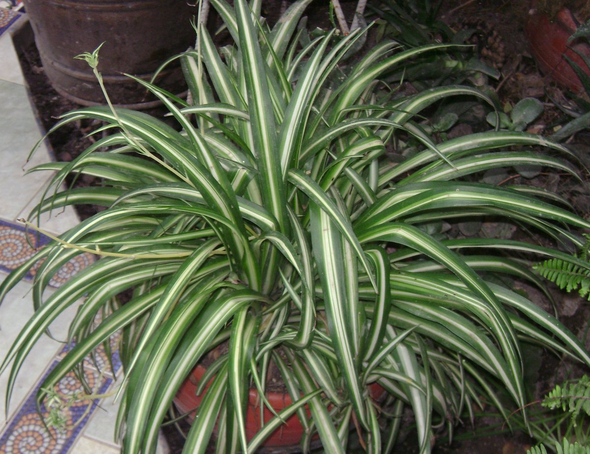 Spider plants are known for their sturdy nature and spider-like appearance.