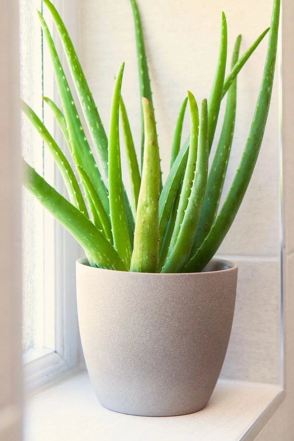The aloe vera plant has antioxidant, anti-inflammatory, antimicrobial, and wound healing properties.