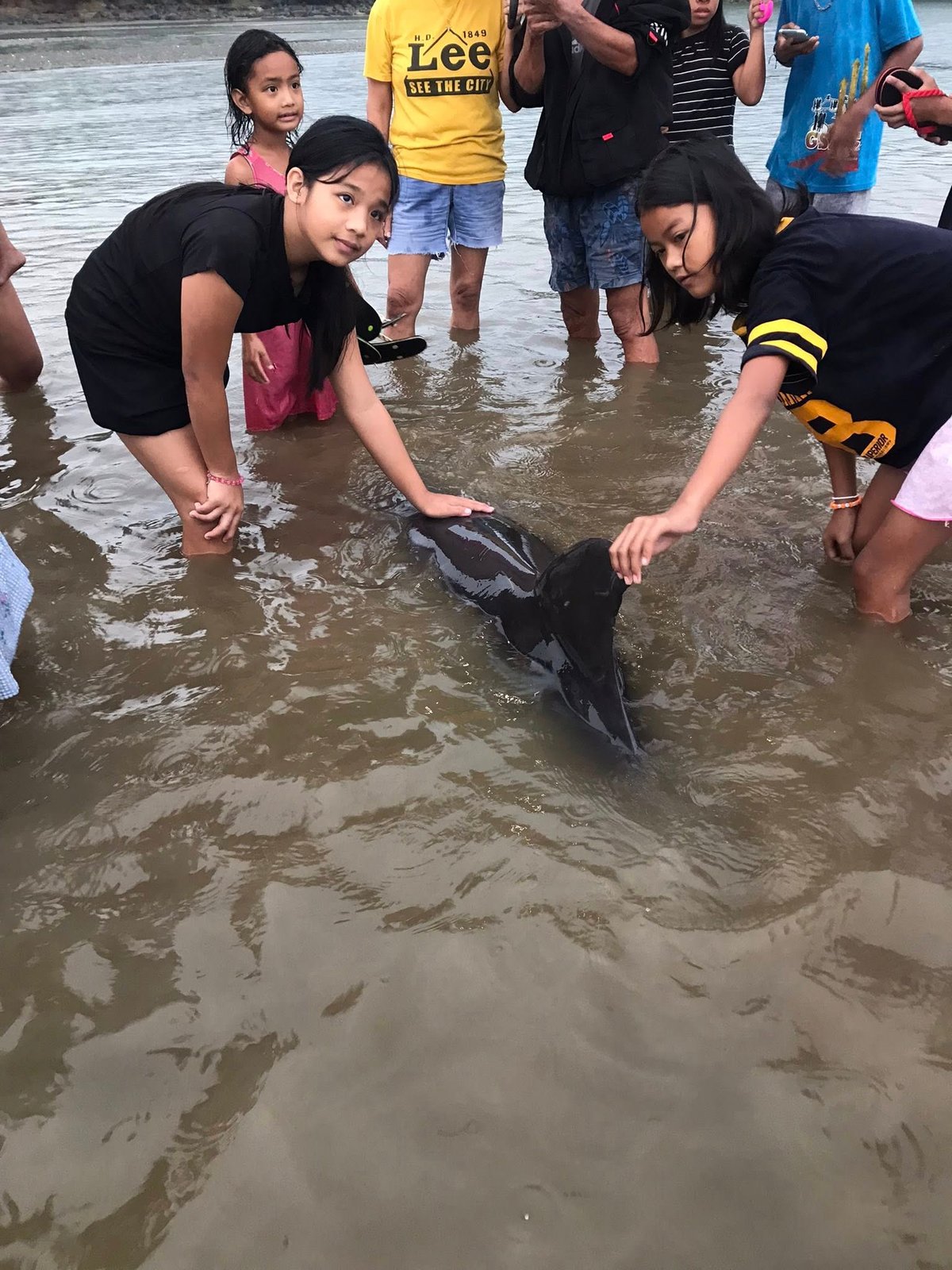 Dolphin rescued in Sorsogon City