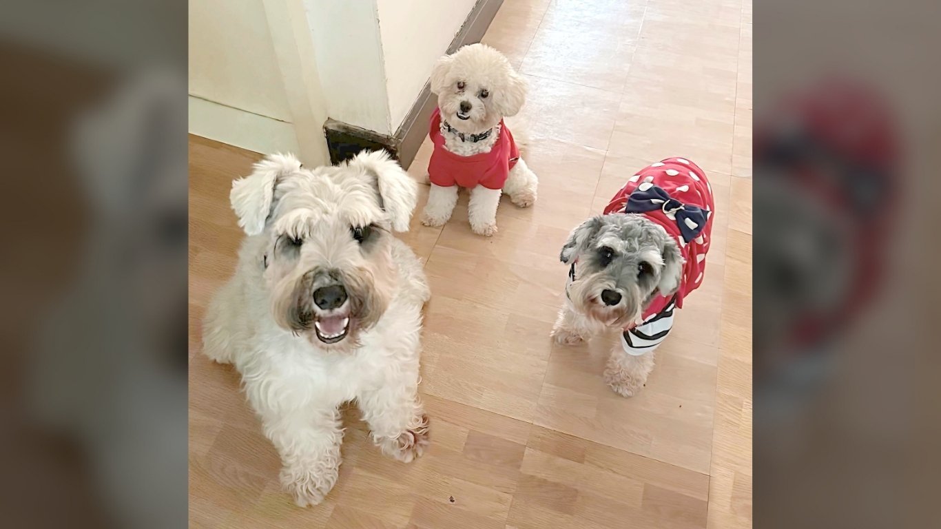 We are family: I got all my furkids with me