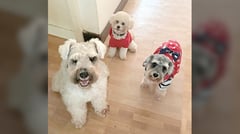 We are family: I got all my furkids with me