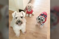 THE author’s furbabies, namely, Boris, Grogu and Lexie.