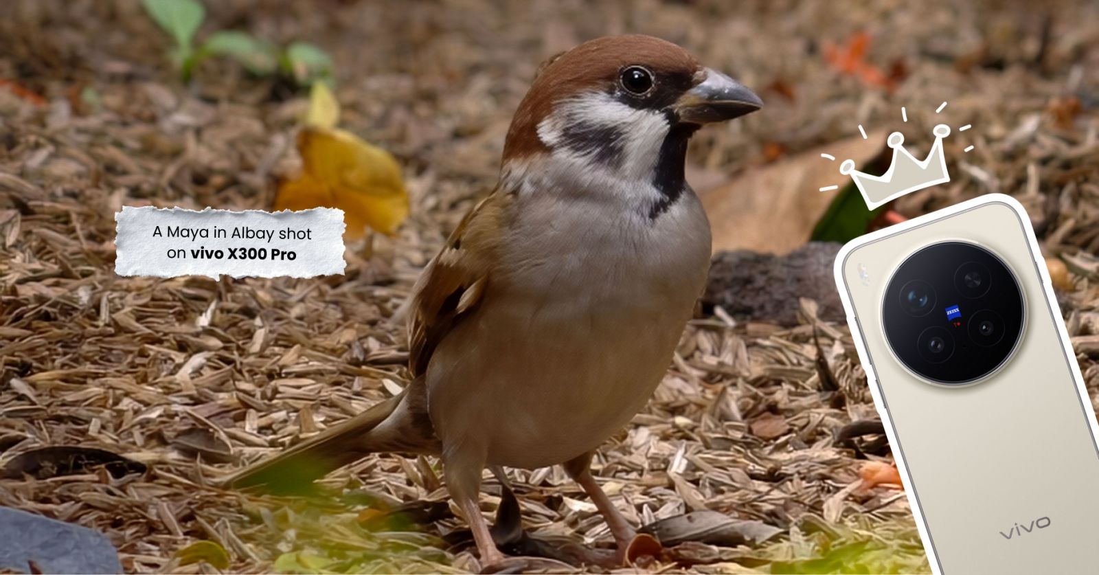 Explore nature up close with vivo X300 Pro